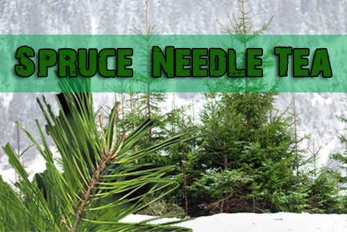 Beautiful Spruce Needle Tea Recipe